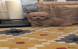 Maltipoo dogs for sale: Stunning Maltipoo Puppies  - Image 11