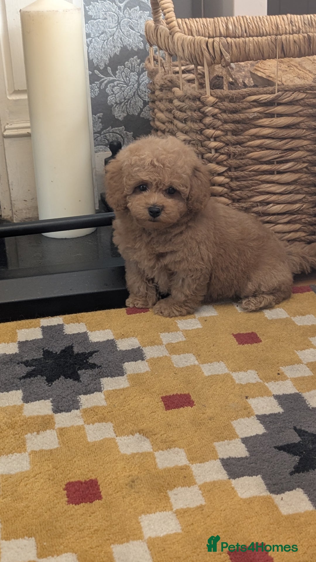 Maltipoo dogs for sale: Stunning Maltipoo Puppies  - Image 11