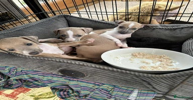 Italian Greyhound dogs - Advert 1