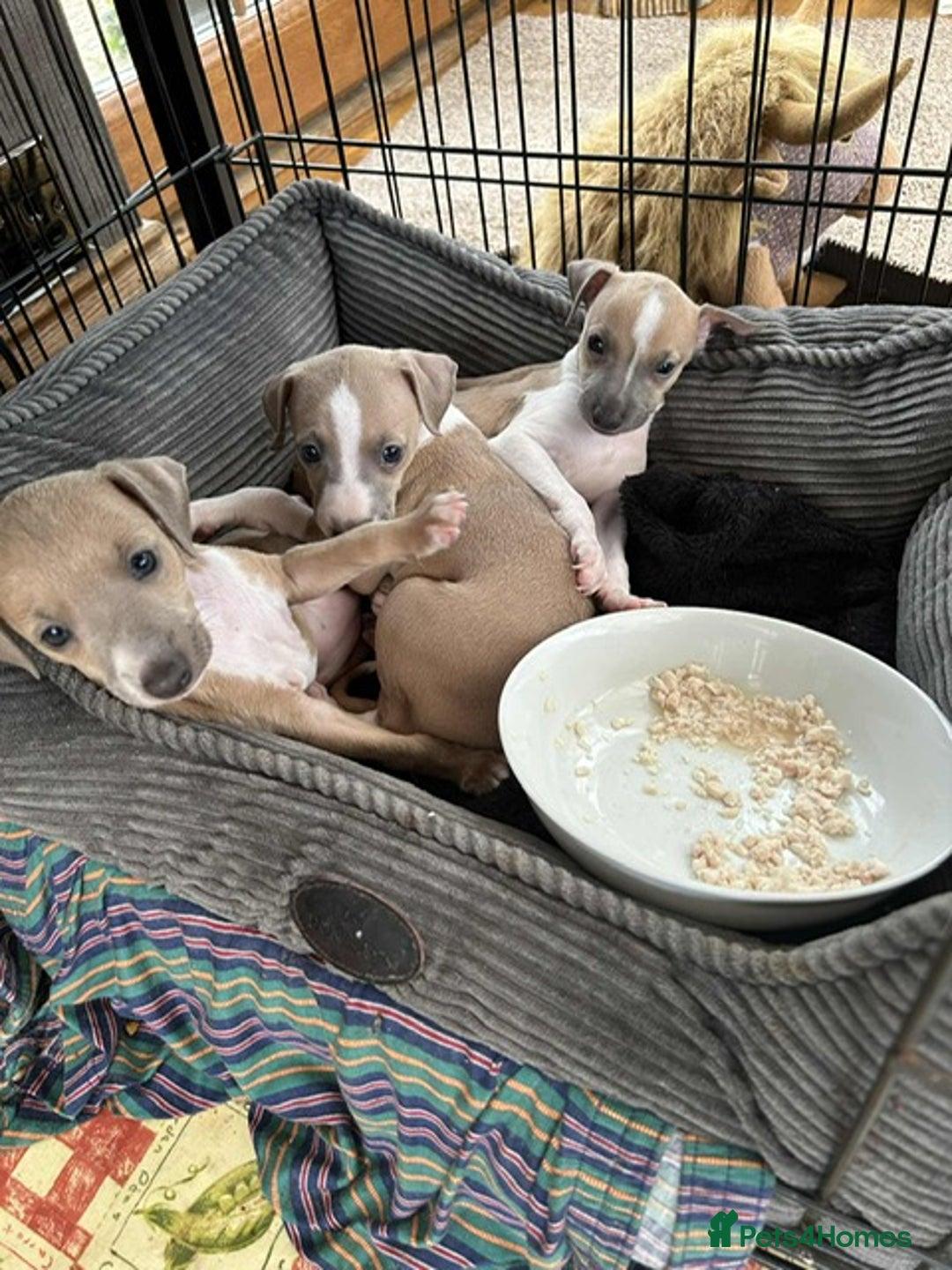 Italian Greyhound dogs for sale: italian greyhound puppies for sale - Image 2