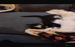 Mixed Breed cats for sale: Beautiful black & white kitten - Image 4