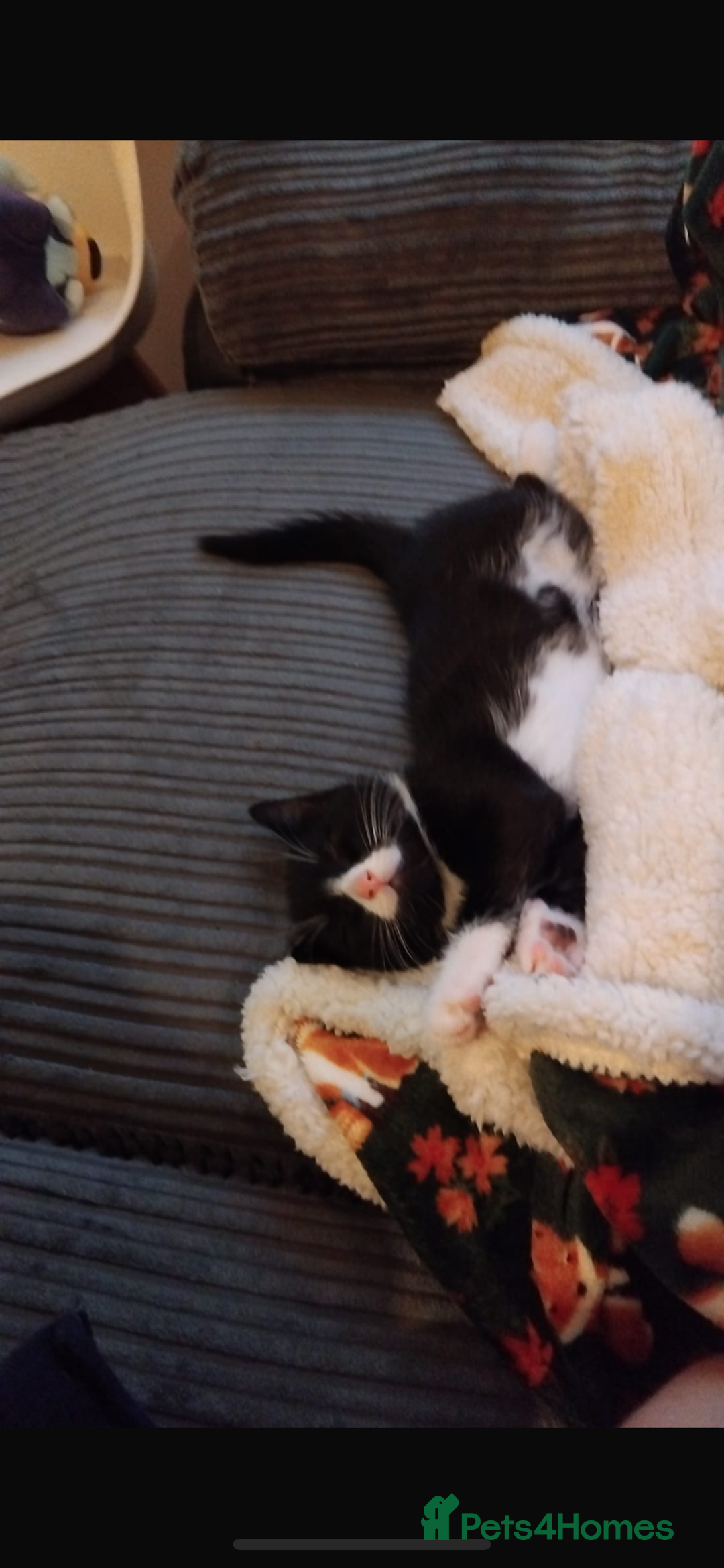 Mixed Breed cats for sale: Beautiful black & white kitten - Image 4