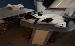 Mixed Breed cats for sale: 2 kittens  - Image 4