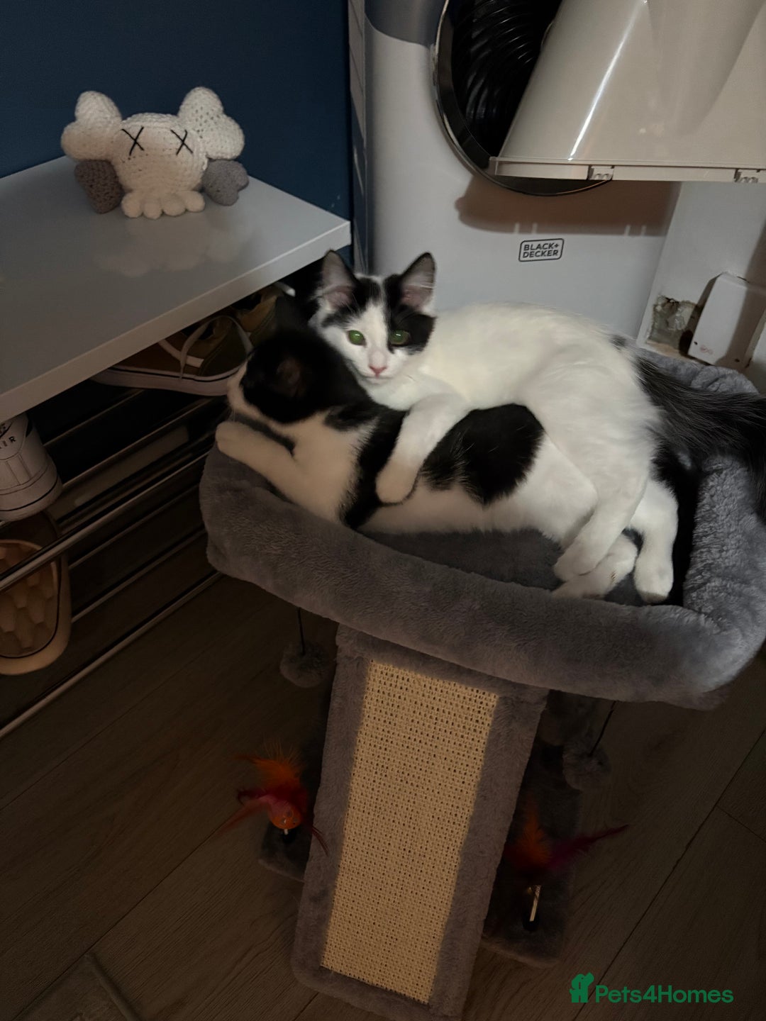 Mixed Breed cats for sale: 2 kittens  - Image 4