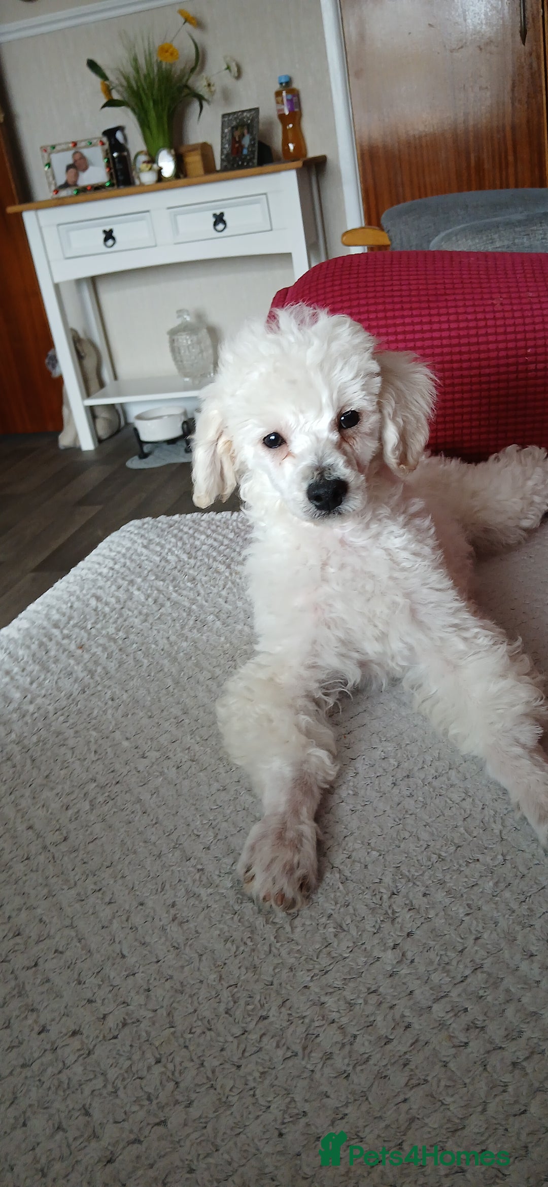 Miniature Poodle dogs for sale: Beautiful boy  - Image 3