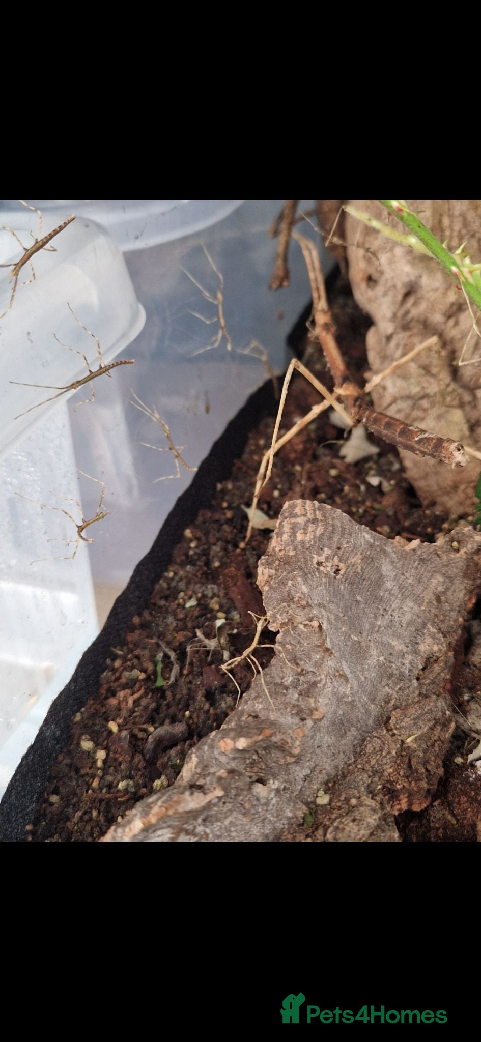 Stick Insects invertebrates Thai stick insects - Advert 5