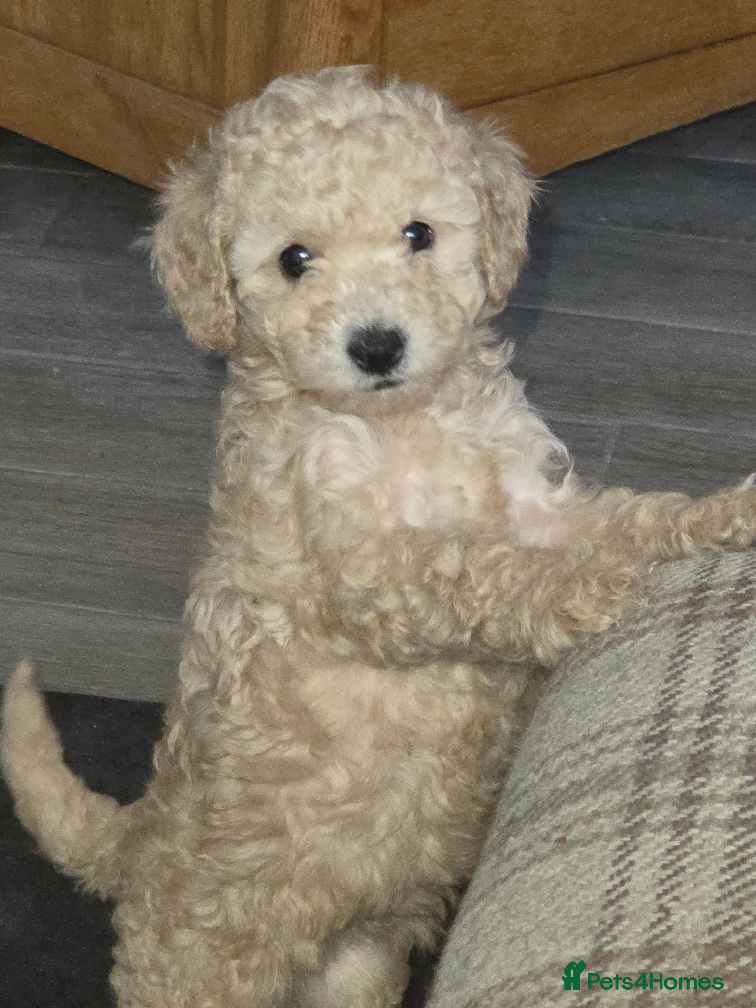 Cockapoo dogs Beautiful F2b cockapoo puppies - Advert 1