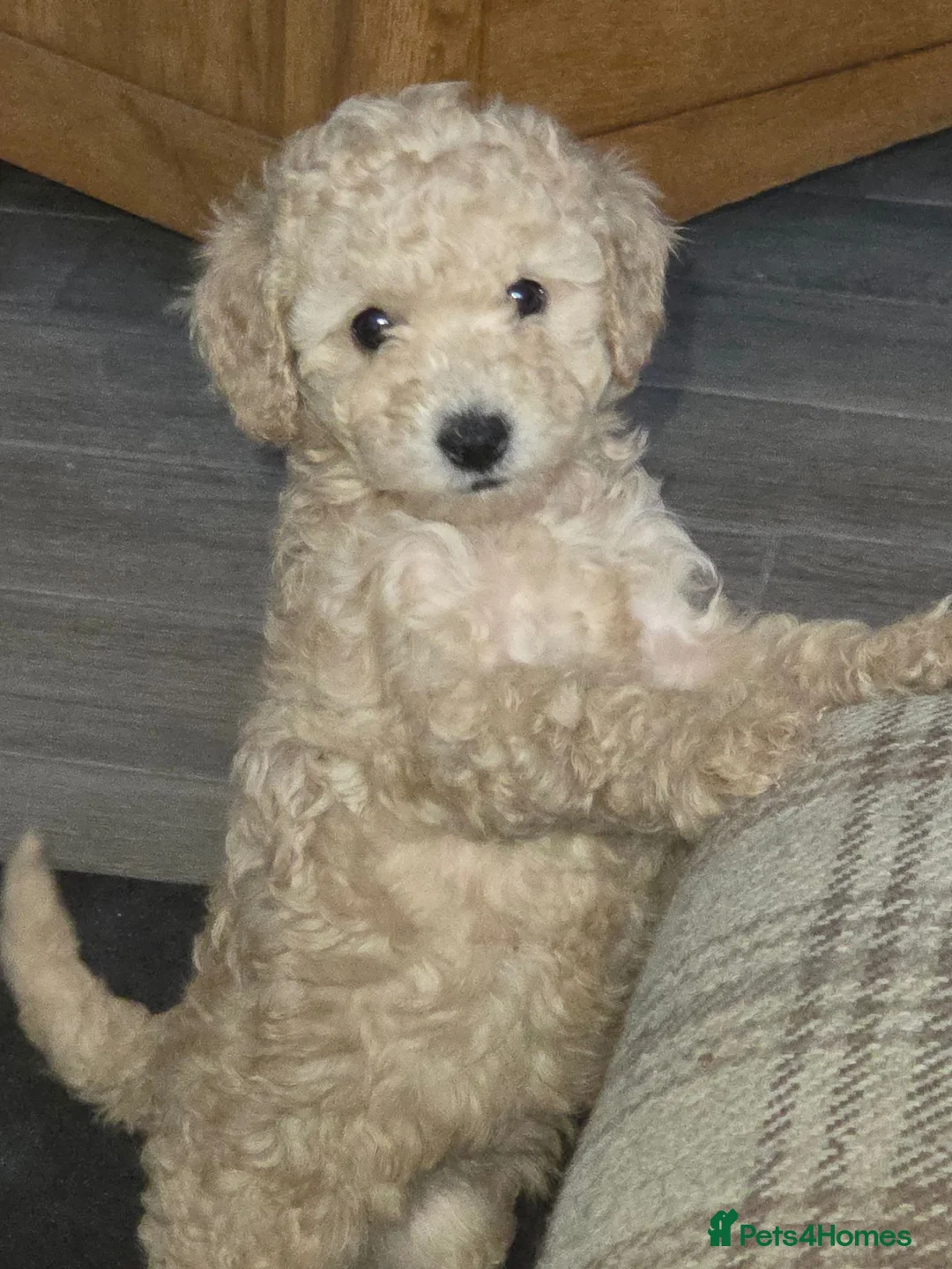 Cockapoo dogs for sale: Beautiful F2b cockapoo puppies in Leeds - Advert 1