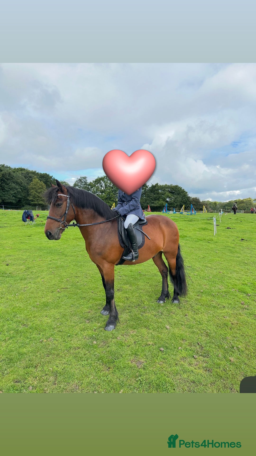 New Forest horses for sale: Dash - looking for a loving home. - Advert 10