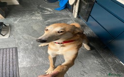 Mixed Breed dogs for sale: Merlin - Image 11