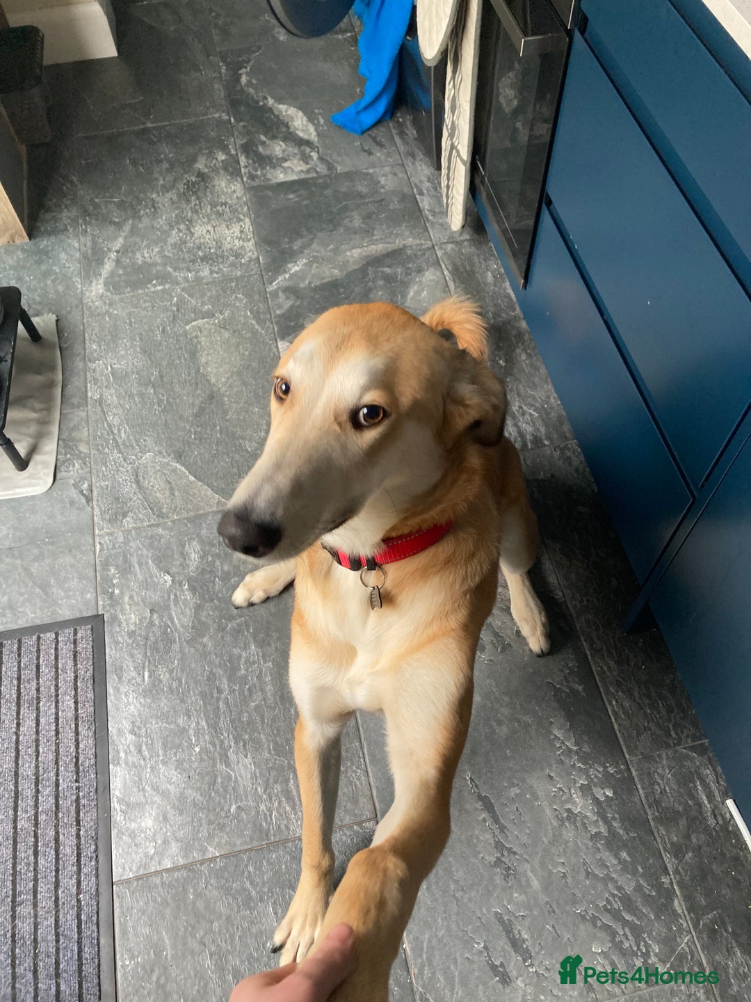 Mixed Breed dogs for sale: Merlin - Image 11