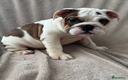 English Bulldog dogs for sale: KC Registered English Bulldog Puppies READY NOW!! - Image 22