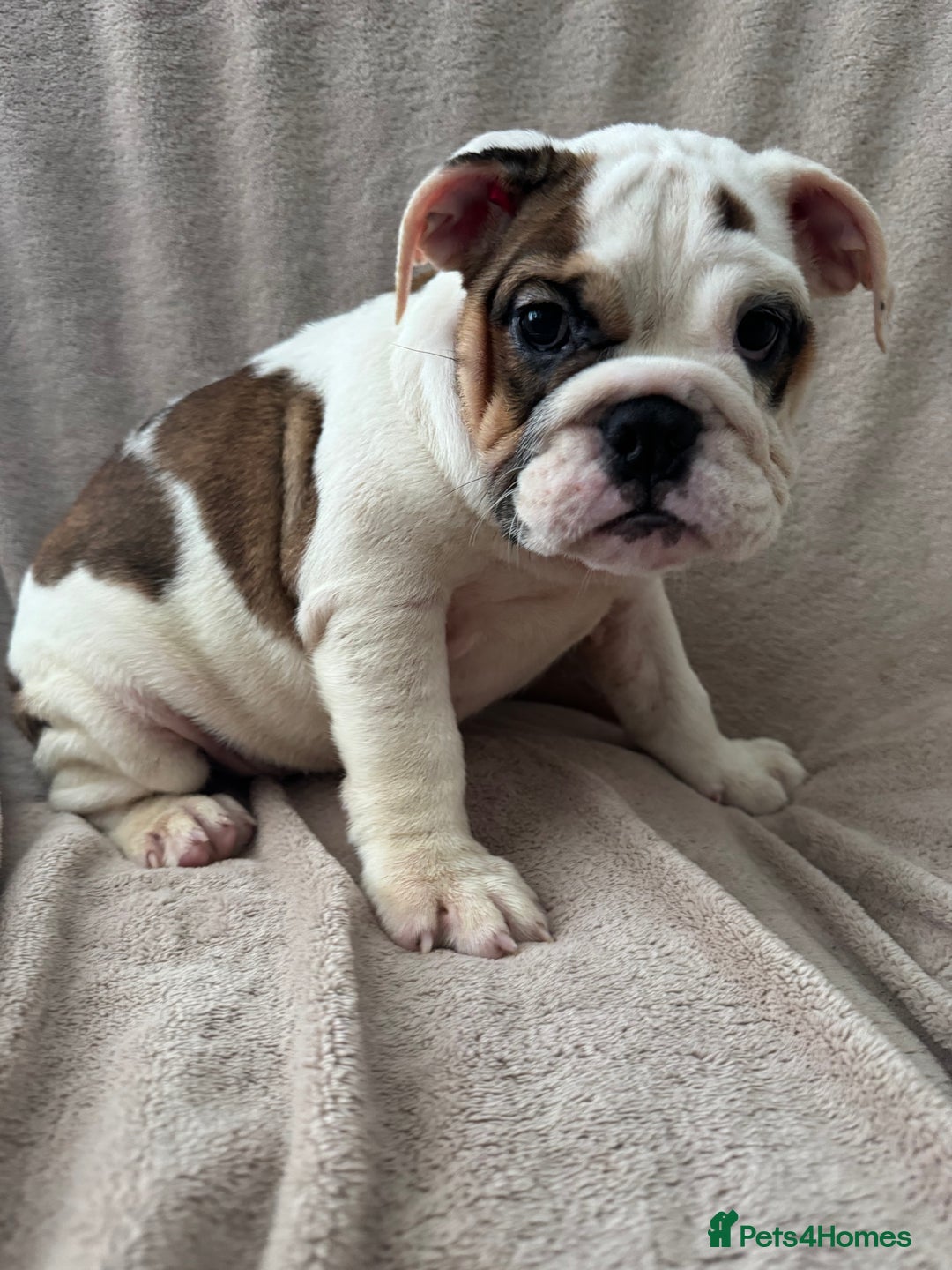 English Bulldog dogs for sale: KC Registered English Bulldog Puppies READY NOW!! - Image 22