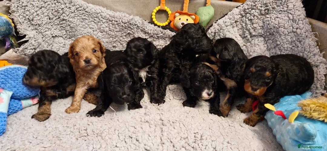 Cavapoo dogs for sale: Gorgeous F1b Cavapoo puppys Health tested parents  - Advert 11