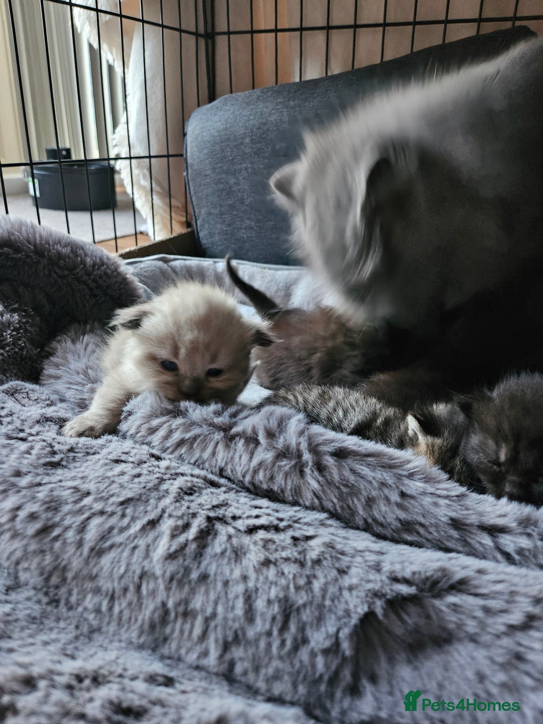 Scottish Fold cats for sale: Scottish fold kittens for sale 4 wks old - Advert 15