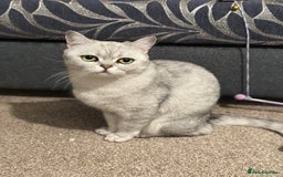 British Shorthair cats for sale: British Short Hair - Silver Shaded - Stormi - Image 5