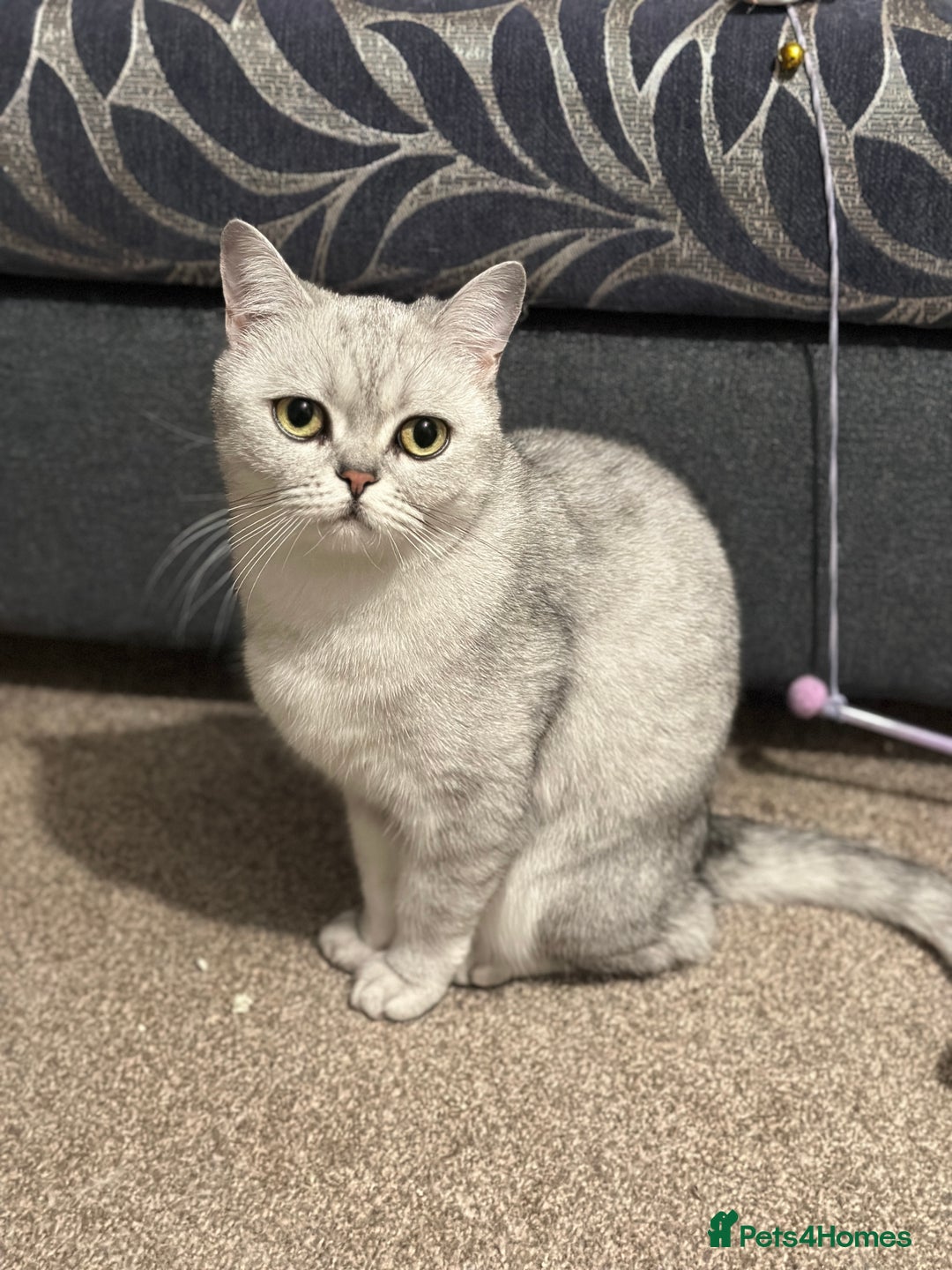 British Shorthair cats for sale: British Short Hair - Silver Shaded - Stormi - Image 5