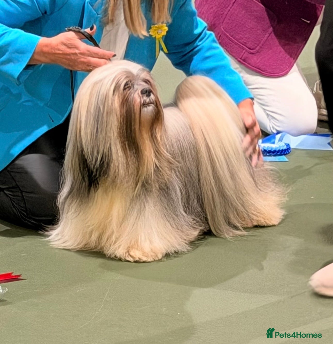 Lhasa Apso dogs KC Reg, DNA PRA4 clear Lhasa Apso in Carluke - Advert 1