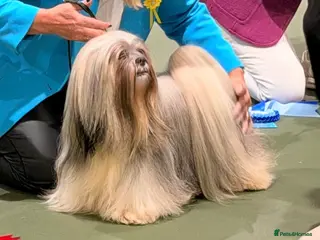 Lhasa Apso dogs KC Reg, DNA PRA4 clear Lhasa Apso in Carluke - Advert 1