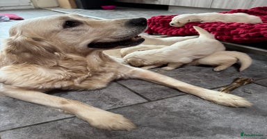 Golden Retriever dogs Extensively Health Tested & Kids Best friends - Advert 10