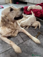 Golden Retriever dogs Extensively Health Tested & Kids Best friends - Advert 2