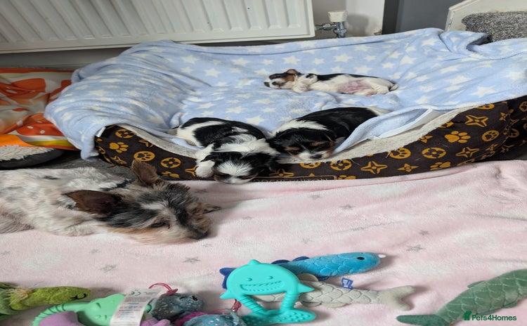 Biewer Terrier dogs - Advert 5