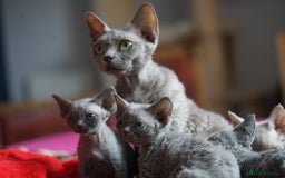 Devon Rex cats for sale: 💙 Devon Rex Female Kitten Available 💙 - Image 27