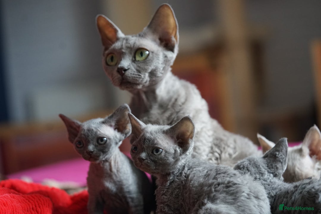 Devon Rex cats for sale: 💙 Devon Rex Female Kitten Available 💙 - Image 27