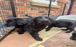 Flat coated Retriever dogs for sale: *2 Males* KC from working health tested parents - Image 3