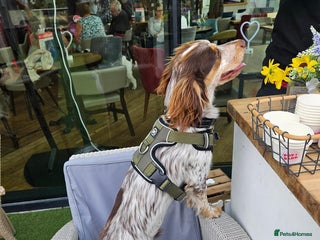 Cocker Spaniel dogs in Wednesbury - Advert 25