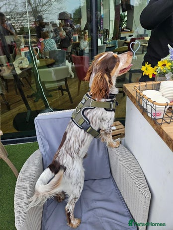 Cocker Spaniel dogs in Wednesbury - Advert 1