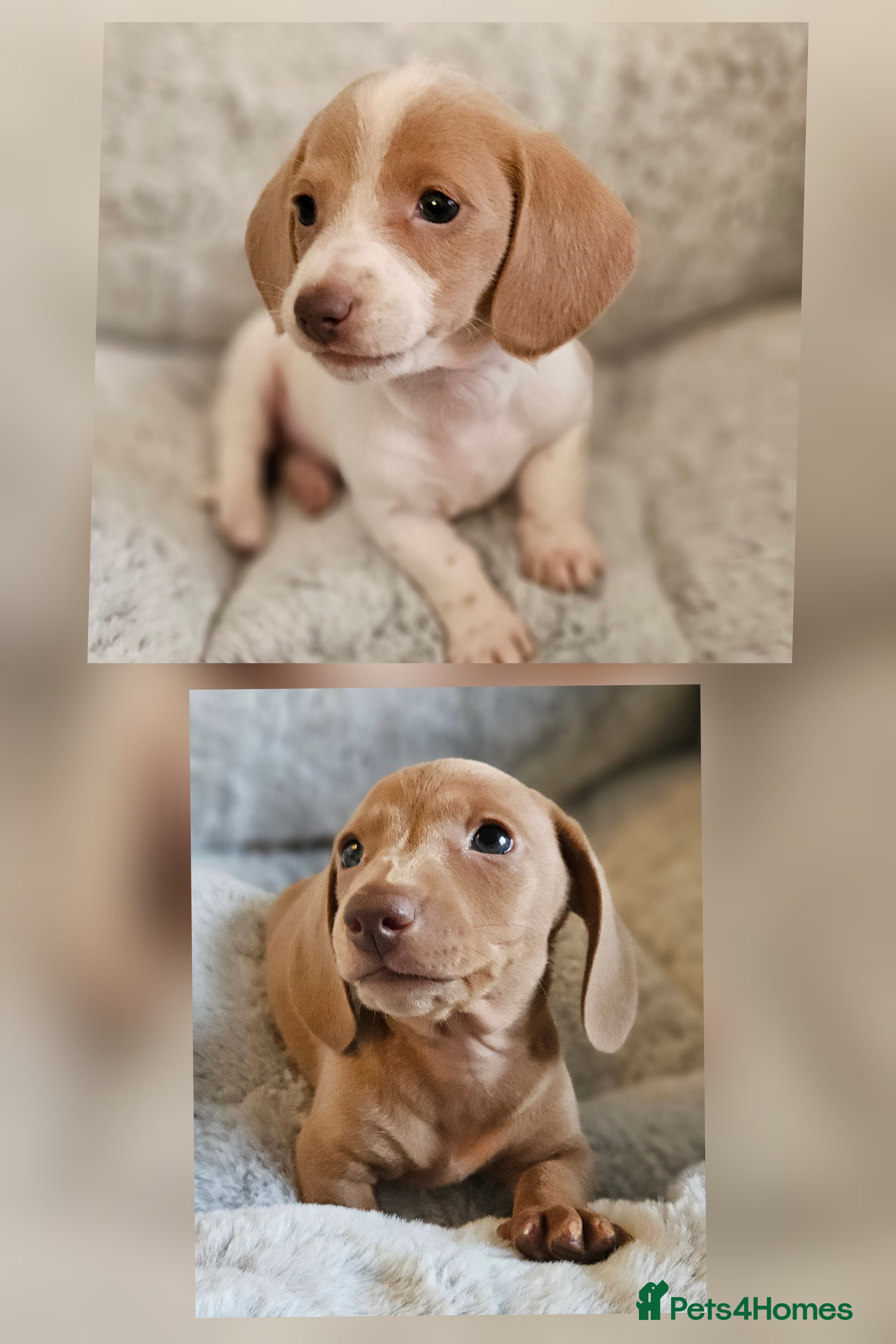 Miniature Dachshund dogs Ready to leave now kc miniature Dachshund puppies  - Advert 2