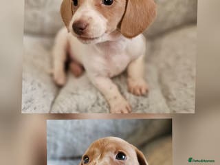 Miniature Dachshund dogs Ready to leave now kc miniature Dachshund puppies - Advert 14