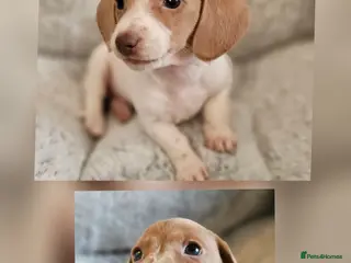 Miniature Dachshund dogs Ready to leave now kc miniature Dachshund puppies - Advert 16