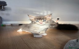 Maine Coon cats for sale: Maine Coon Kittens for Sale TICA  3 Boys & 2 Girls - Image 27
