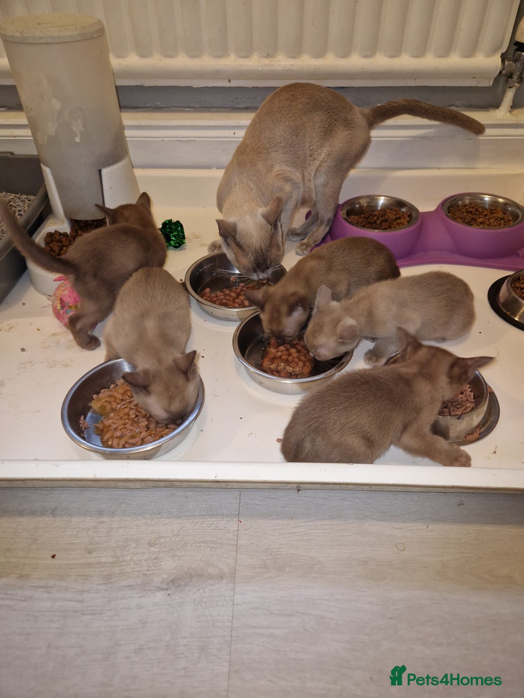 Burmese cats for sale: Burmese Kittens – Two Chocolate  - Image 5