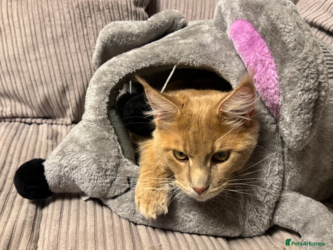 Maine Coon cats for stud: Pedigree active registered Maine coon boy for stud - Advert 6