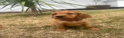 Mixed Breed dogs for sale:  ☘️ Golden Irish puppies available  ☘️ - Advert 24