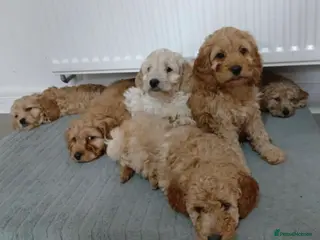 Cockapoo dogs Cavapoo puppies (ready to leave) - Advert 4
