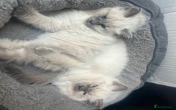 Ragdoll cats for sale: Easy Purebred Rag doll Kitten for Sale - Image 1