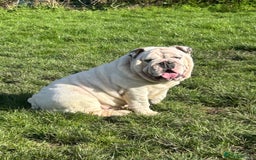 English Bulldog dogs for stud: KC Registered Silver Health Tested Stud - Image 4