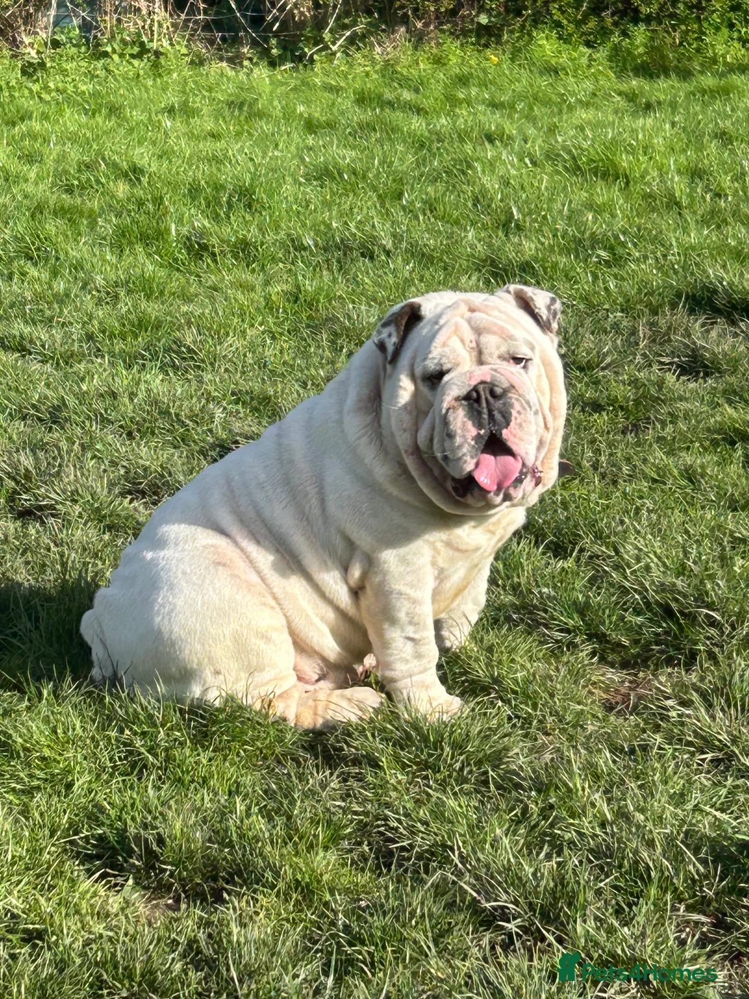 English Bulldog dogs for stud: KC Registered Silver Health Tested Stud - Advert 4