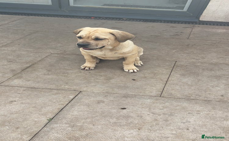 Cane Corso dogs - Advert 6