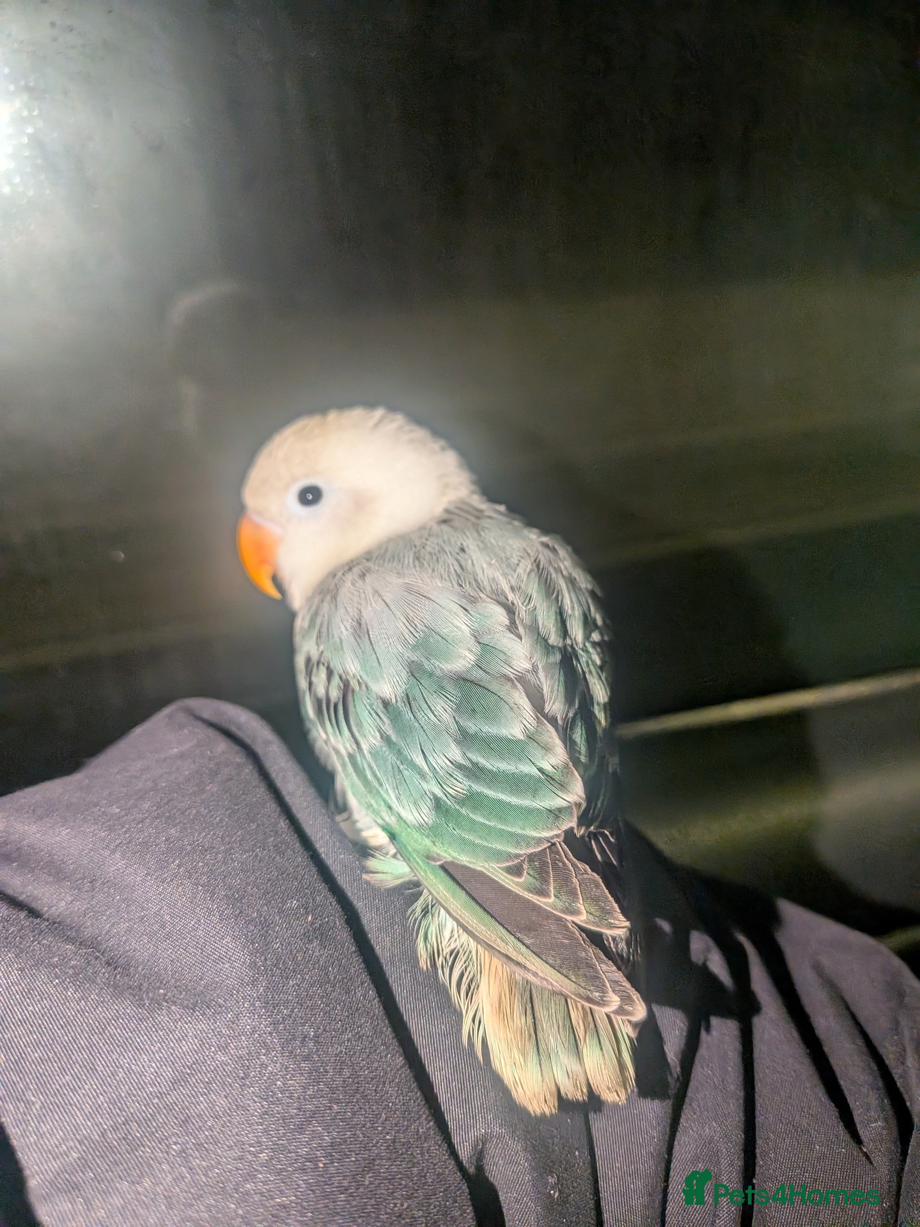 Lovebirds birds Hand Tamed Baby Love Birds🦜 - Advert 2