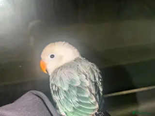 Lovebirds birds Hand Tamed Baby Love Birds🦜 - Advert 2