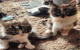 Mixed Breed cats for sale: Kittens in Wolverhampton - Image 7