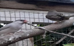 Finches birds for sale: Mixed aviary for sale.  - Image 3