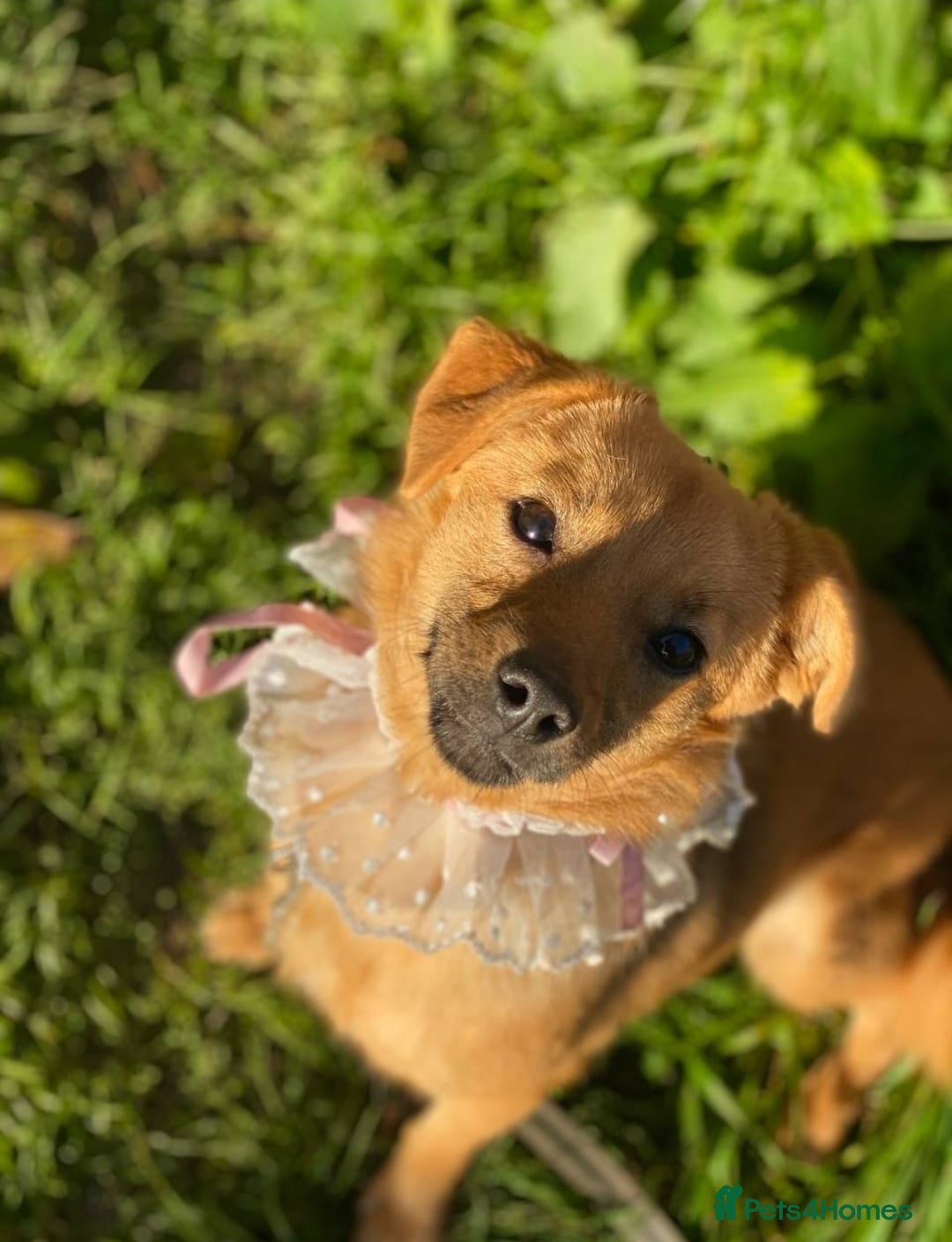 Mixed Breed dogs for adoption: 💖🐶 PENNY 🐶💖 - Advert 11
