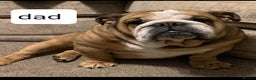 English Bulldog dogs for sale: Kc stunning English bulldog puppies - Advert 3