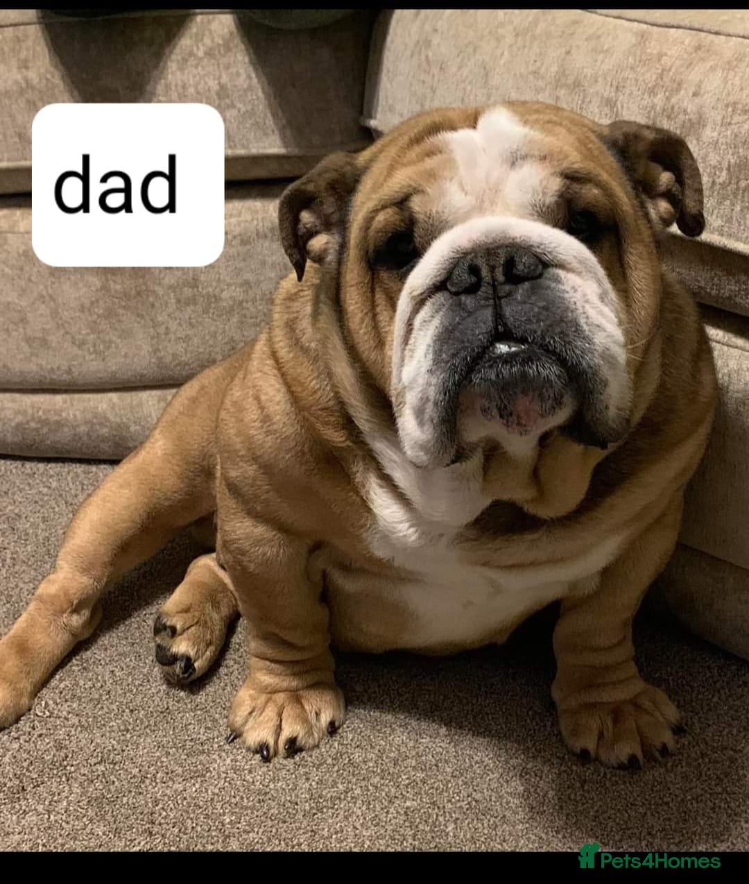 English Bulldog dogs for sale: Kc stunning English bulldog puppies - Advert 3